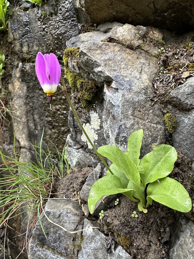 Primula pauciflora var. macrocarpa photo 3