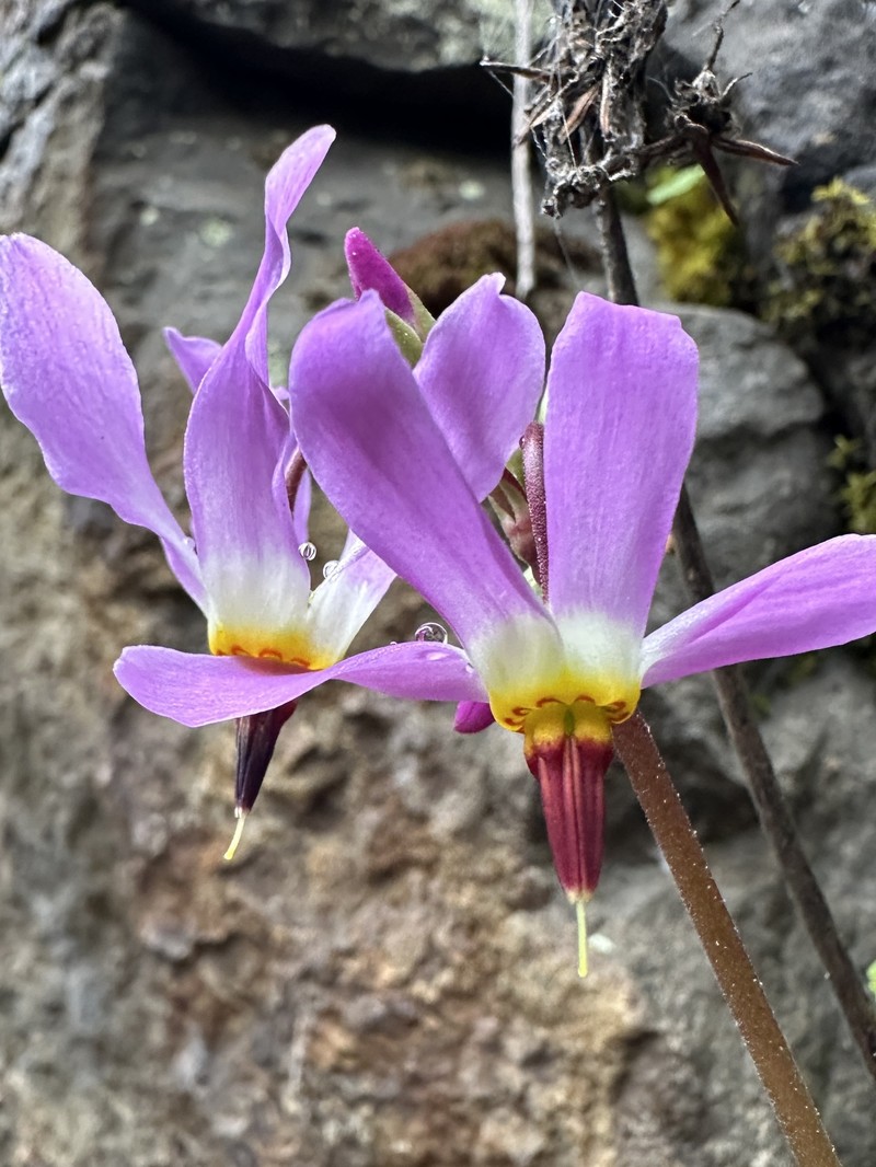Primula pauciflora var. macrocarpa photo 4