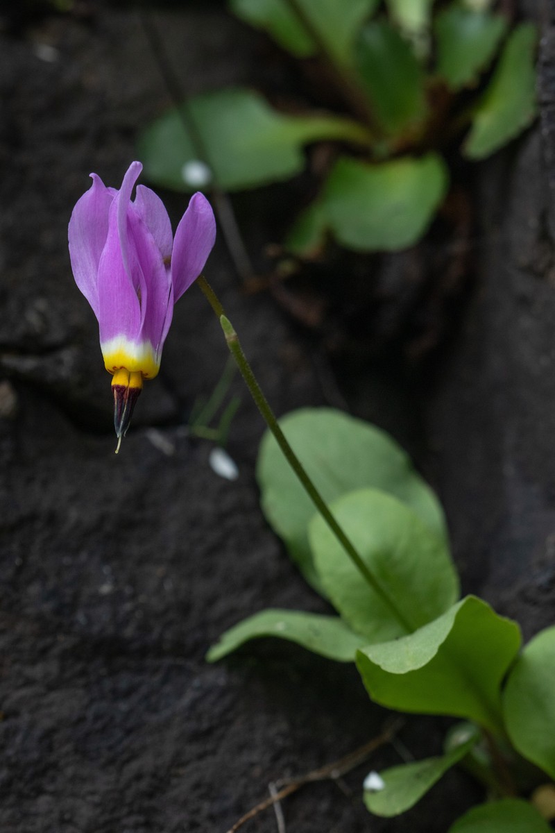 Primula pauciflora var. macrocarpa photo 5