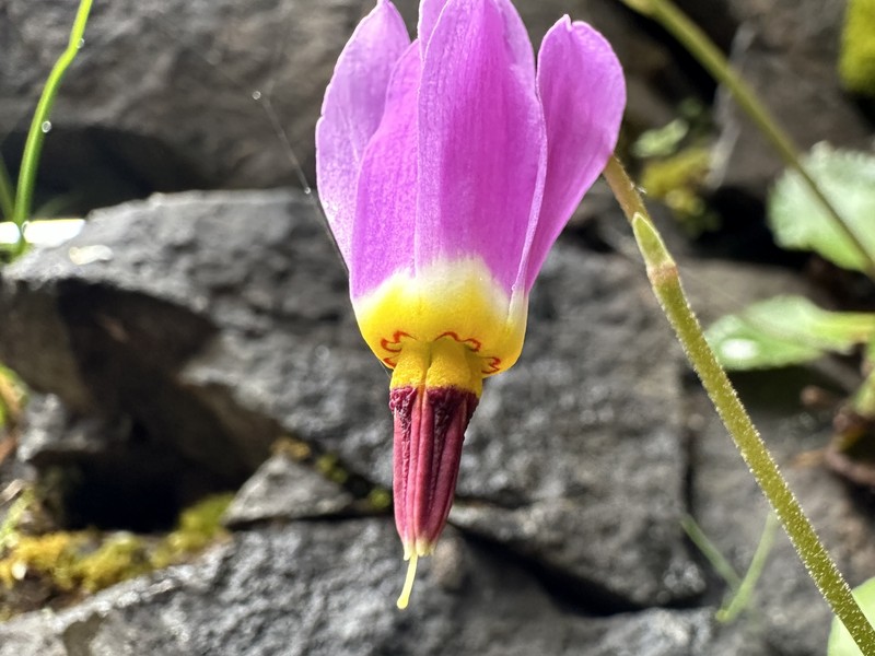 Primula pauciflora var. macrocarpa photo 6