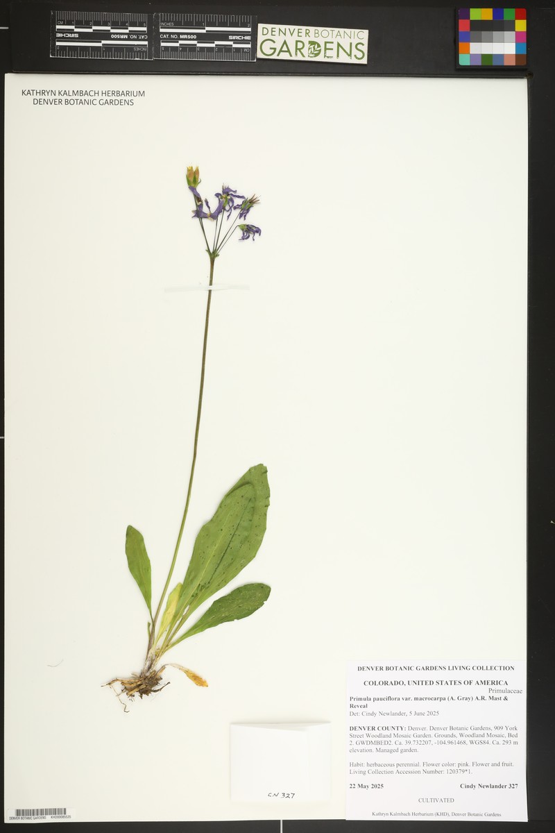Primula pauciflora var. macrocarpa photo 8