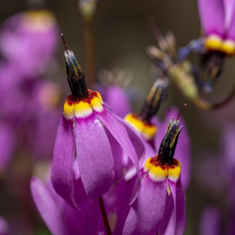 Primula pauciflora var. monantha