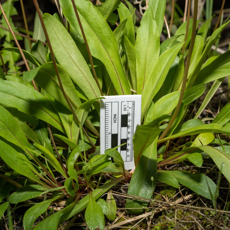 Primula pauciflora var. monantha photo 3