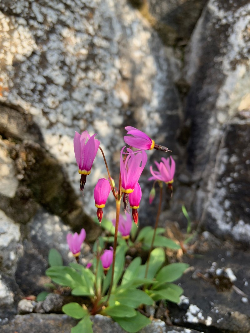 Primula pauciflora var. monantha photo 5