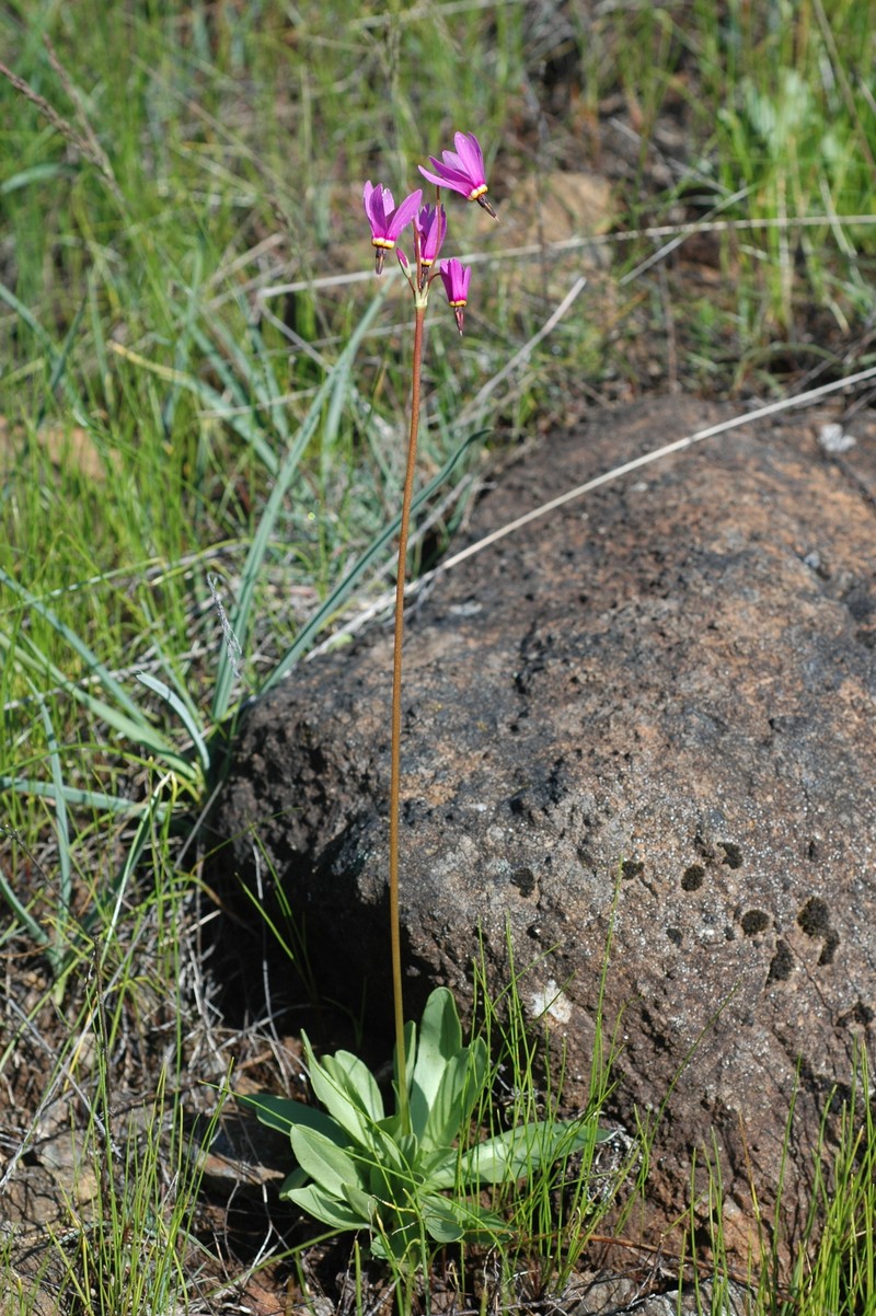 Primula pauciflora var. monantha photo 6