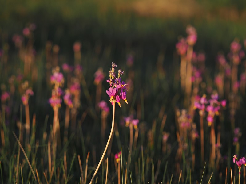 Primula pauciflora var. shoshonensis