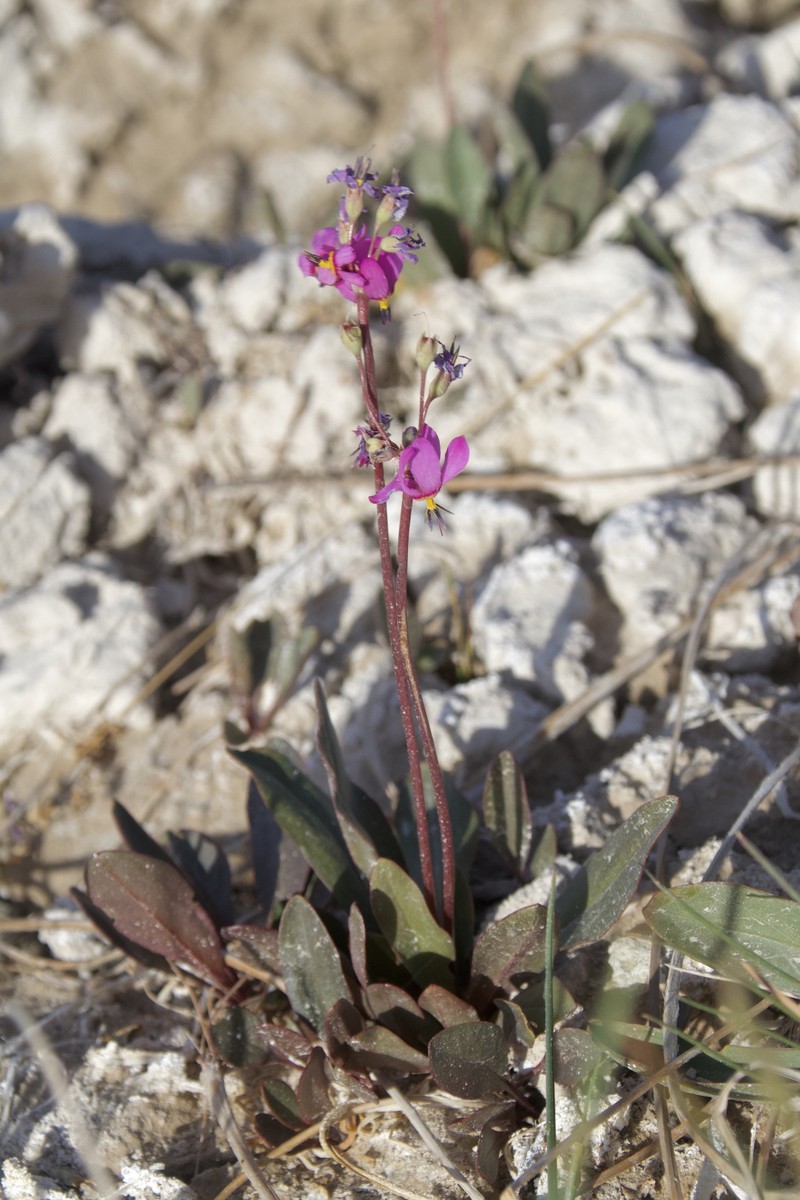 Primula pauciflora var. shoshonensis photo 2