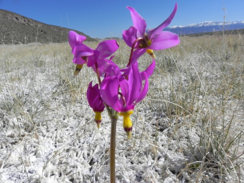 Primula pauciflora var. shoshonensis photo 3