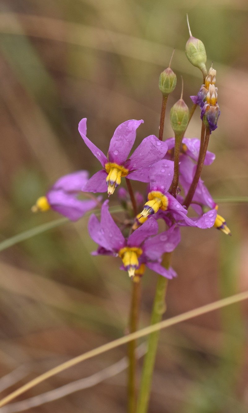 Primula pauciflora var. shoshonensis photo 4
