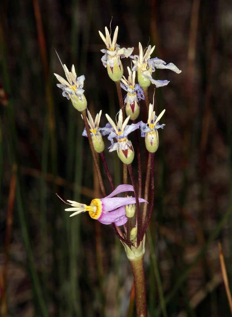 Primula pauciflora var. shoshonensis photo 6
