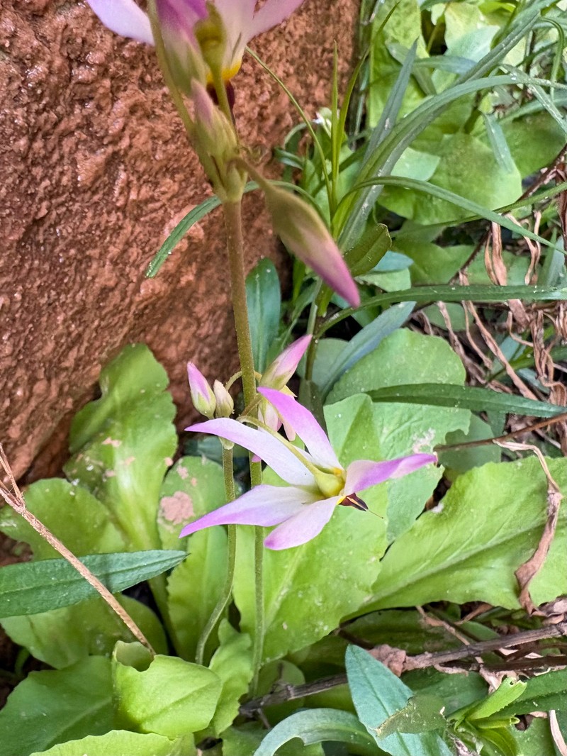 Primula pauciflora var. zionensis
