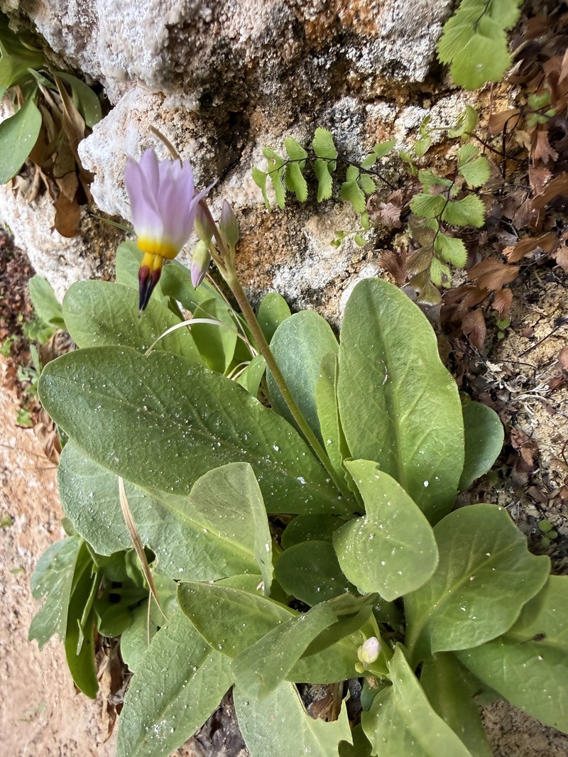 Primula pauciflora var. zionensis photo 2