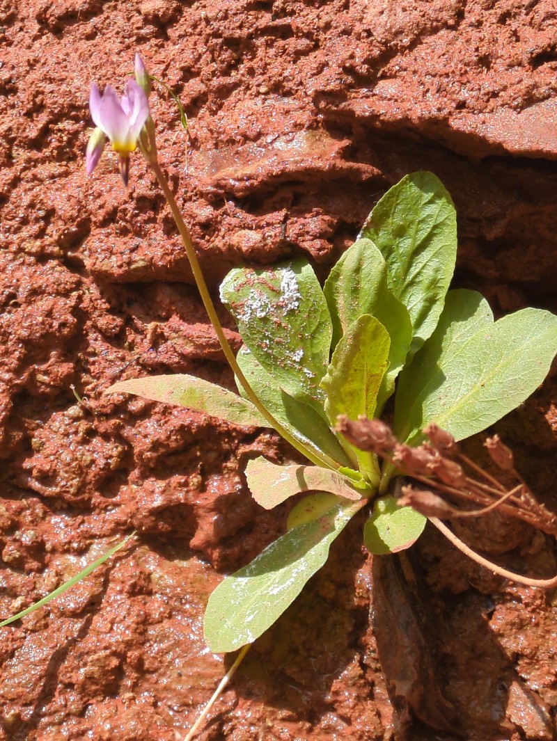 Primula pauciflora var. zionensis photo 3