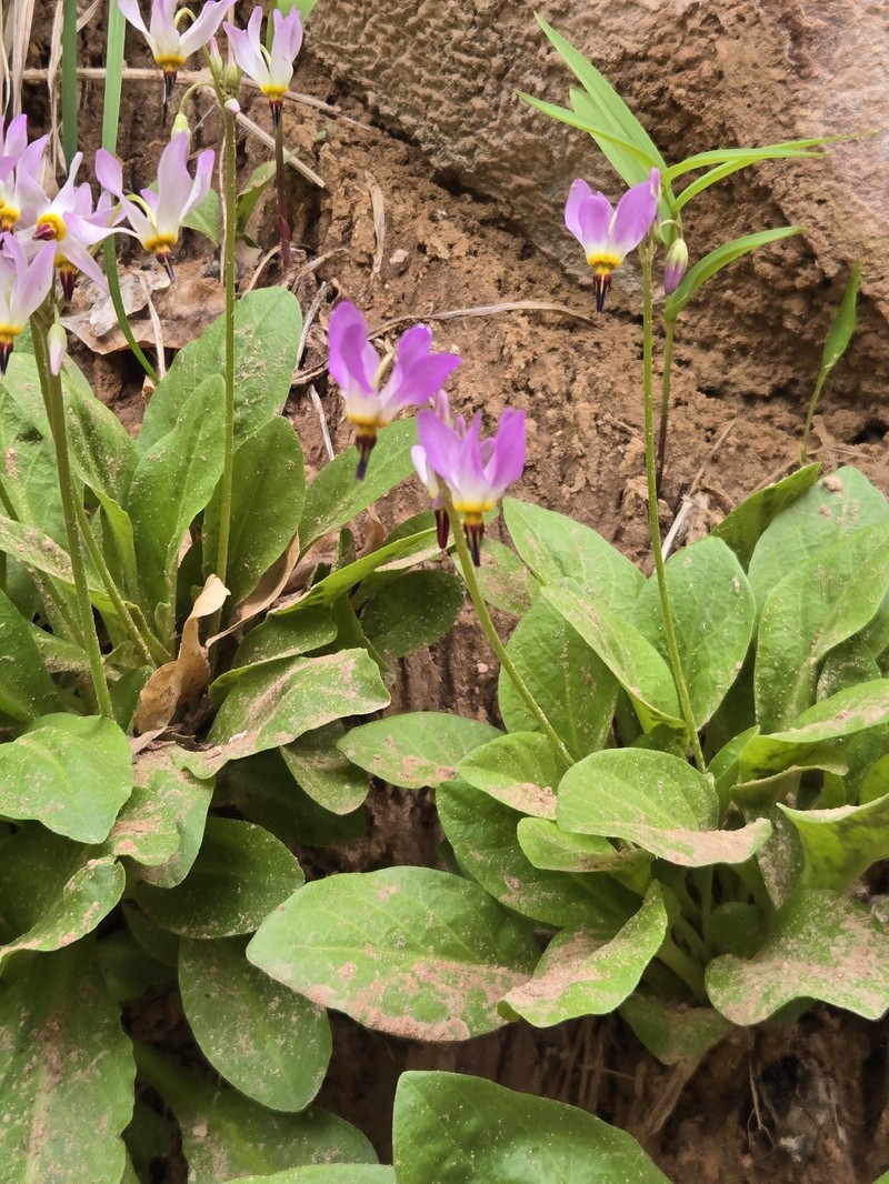 Primula pauciflora var. zionensis photo 4