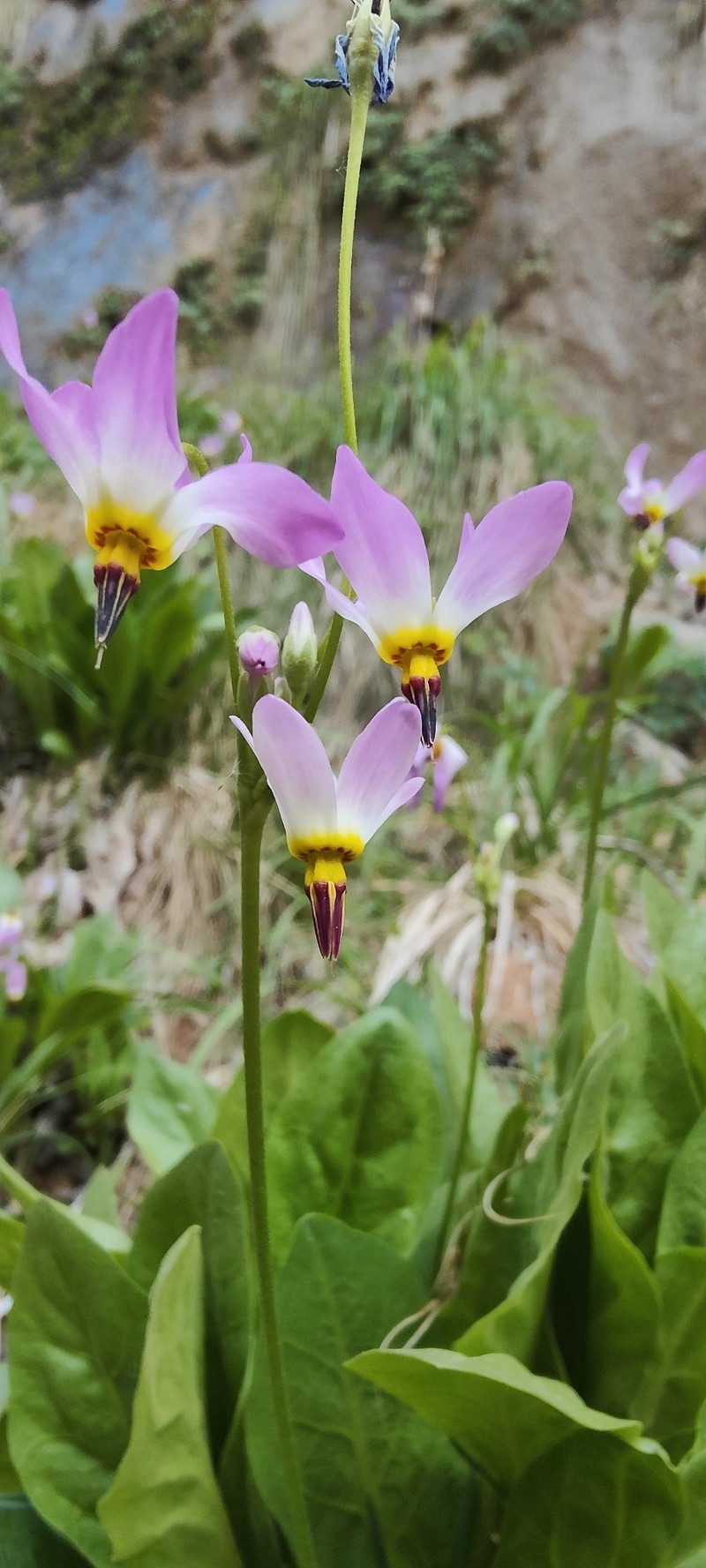 Primula pauciflora var. zionensis photo 5