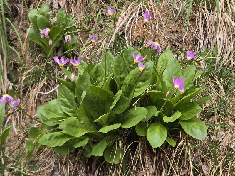 Primula pauciflora var. zionensis photo 6