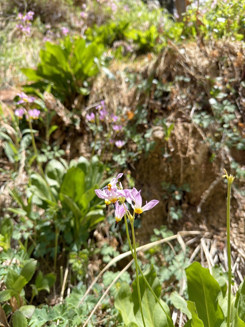 Primula pauciflora var. zionensis photo 7