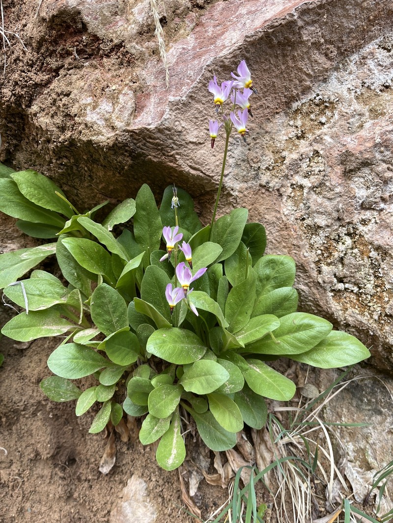 Primula pauciflora var. zionensis photo 8