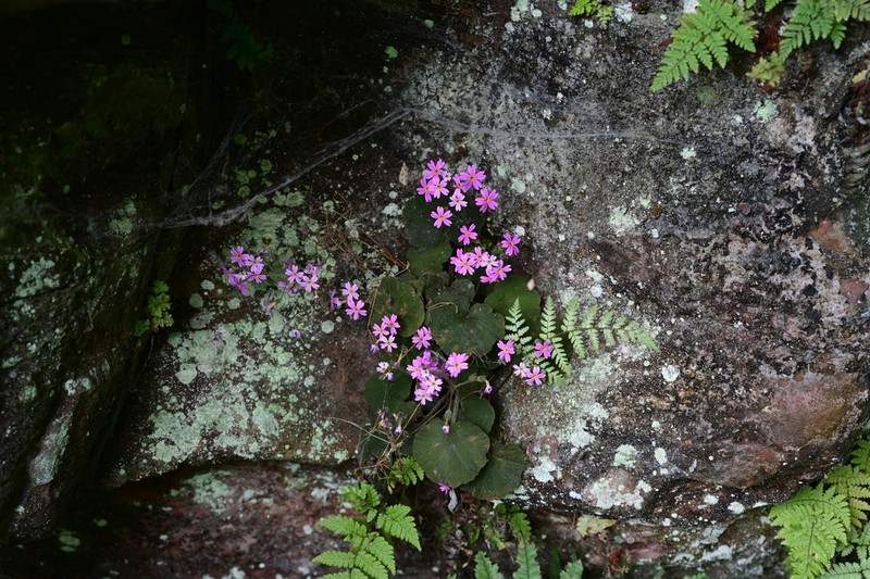 Primula persimilis