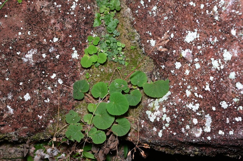 Primula persimilis photo 2