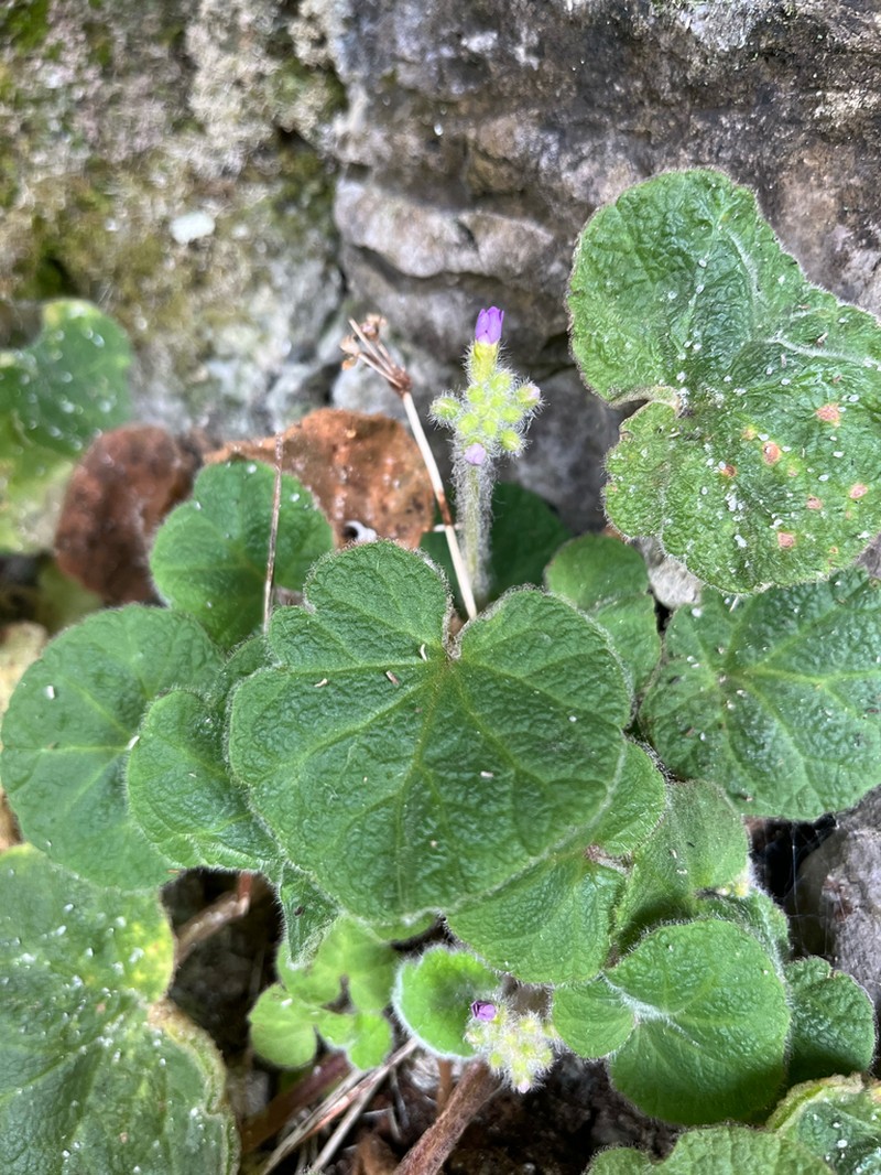 Primula persimilis photo 3