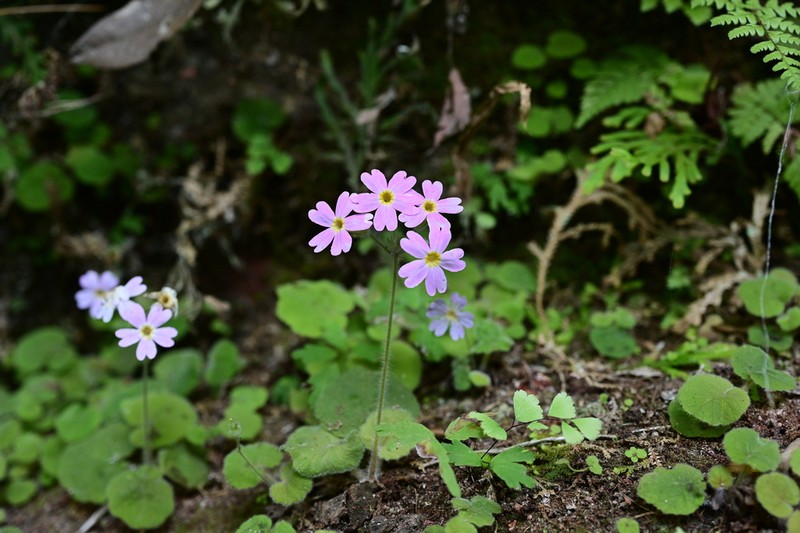 Primula persimilis photo 4