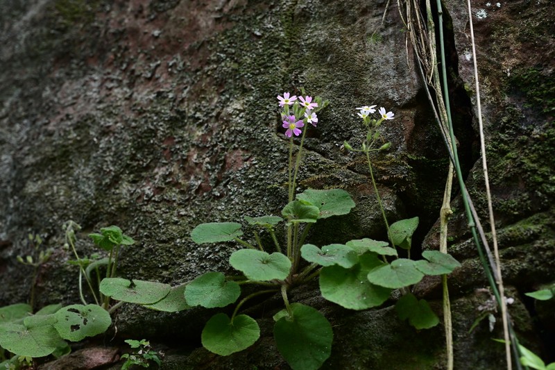 Primula persimilis photo 5