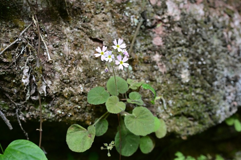 Primula persimilis photo 6