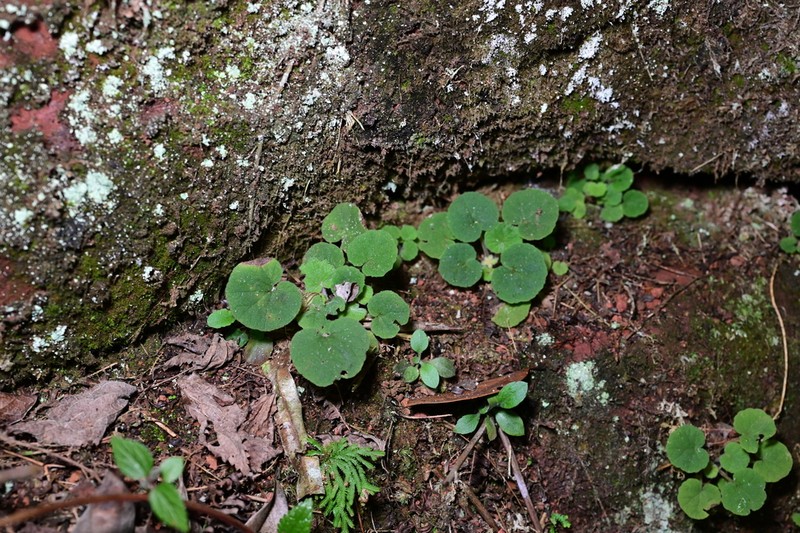 Primula persimilis photo 7