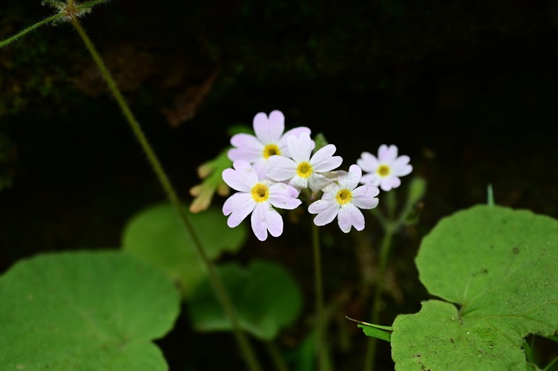 Primula persimilis photo 8
