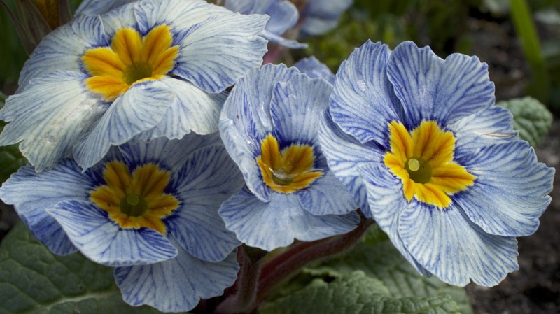 Elatior Hybrid Primroses photo 2