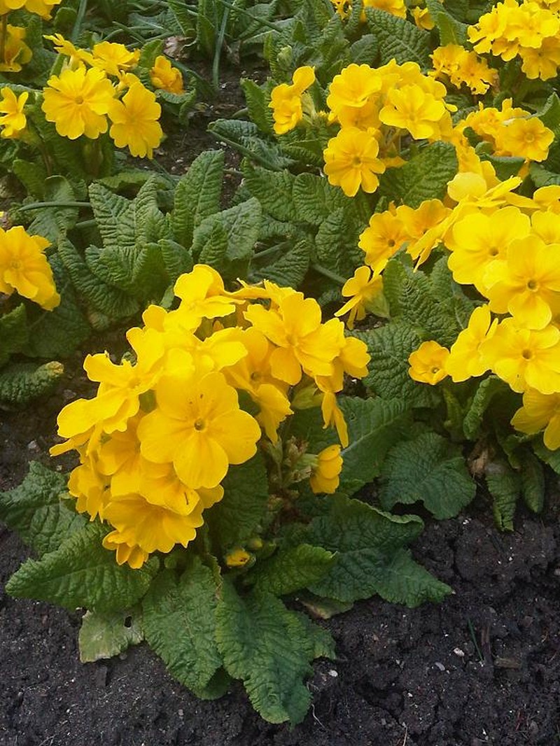 Elatior Hybrid Primroses