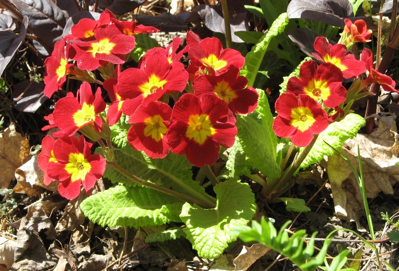 Elatior Hybrid Primroses photo 3