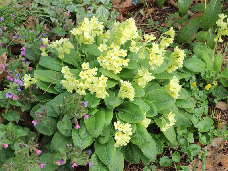Elatior Hybrid Primroses photo 4