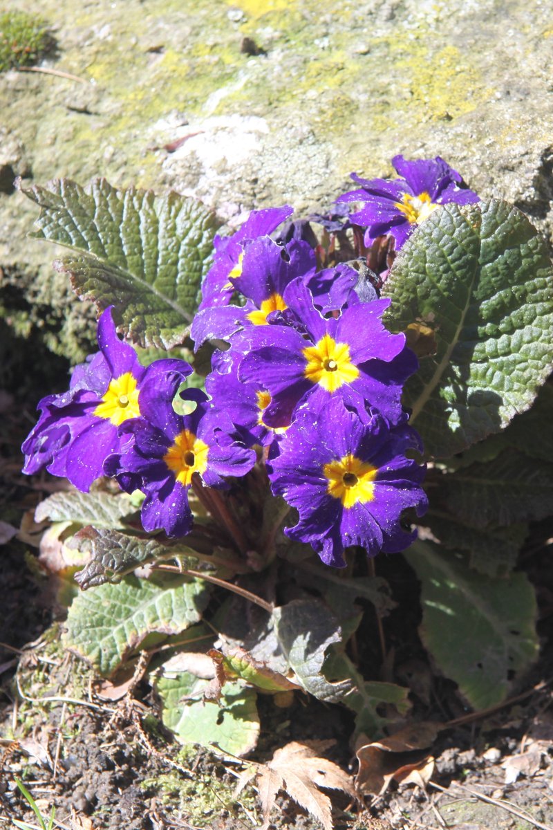 Elatior Hybrid Primroses photo 5
