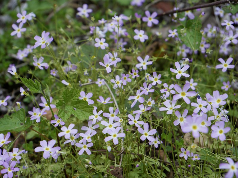 Primula qiandaoensis