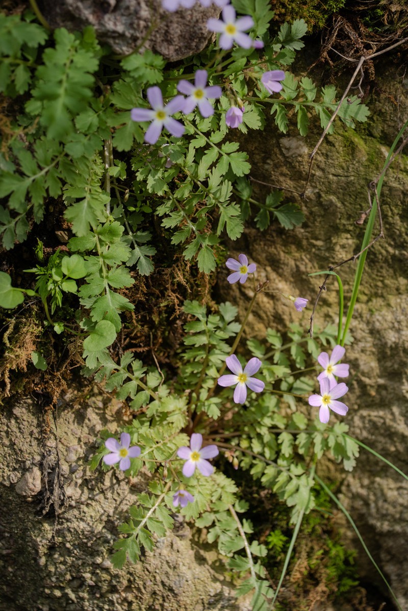 Primula qiandaoensis photo 2