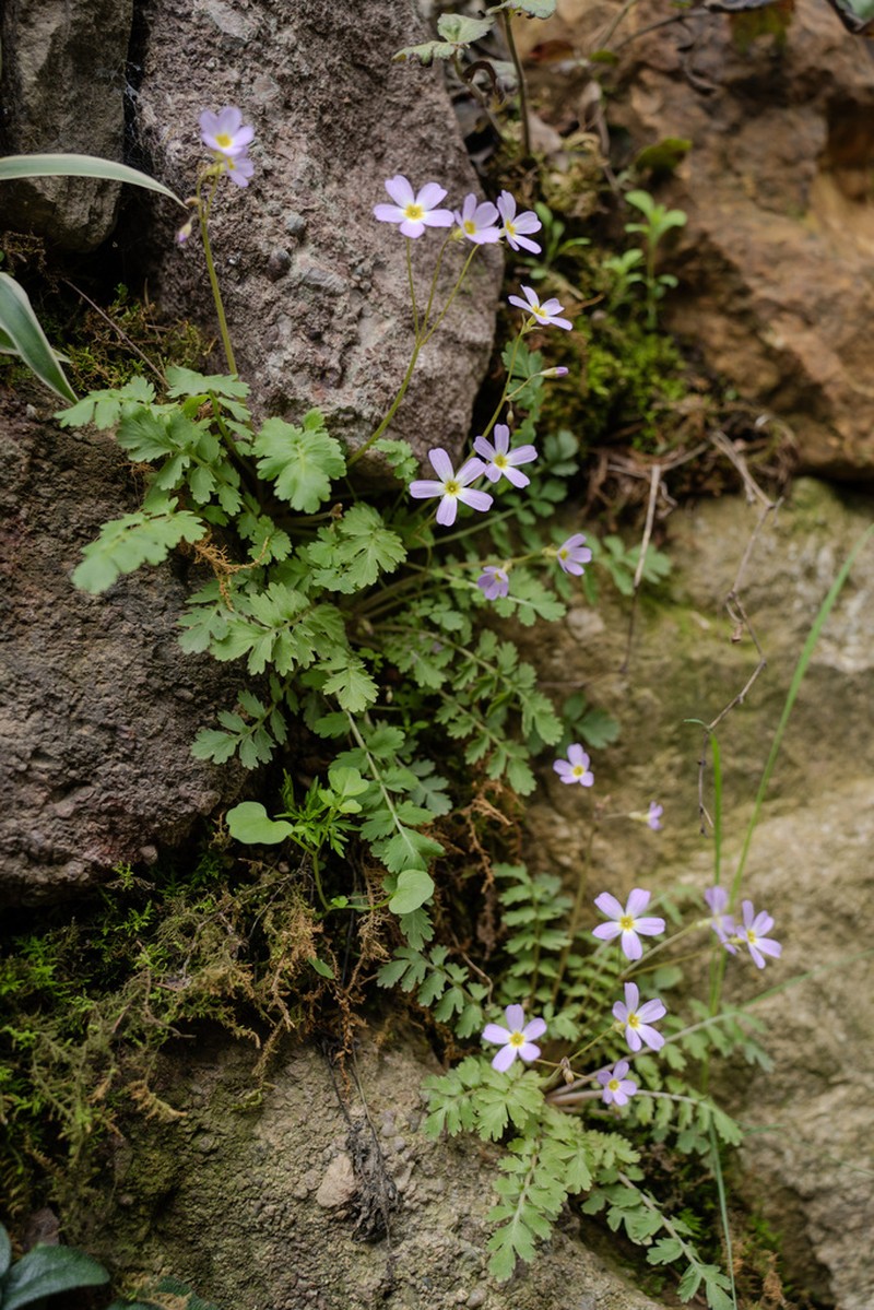 Primula qiandaoensis photo 3