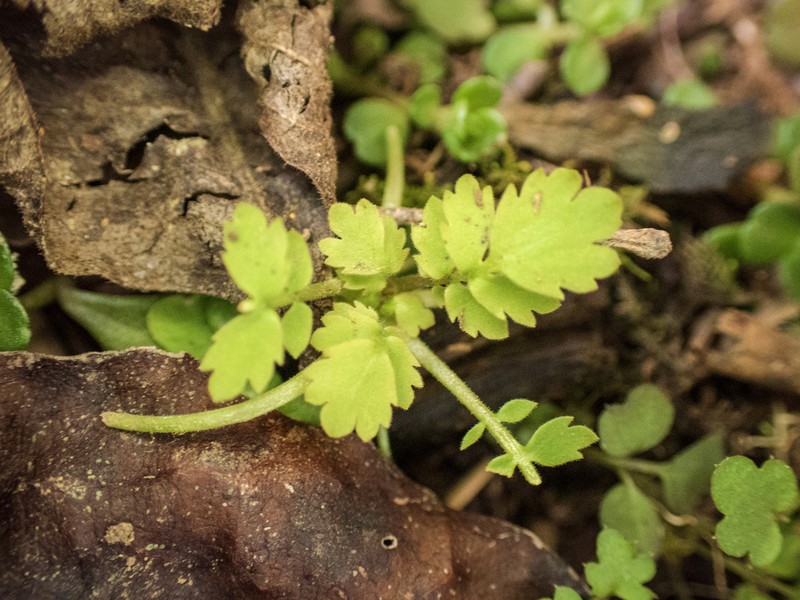 Primula qiandaoensis photo 4