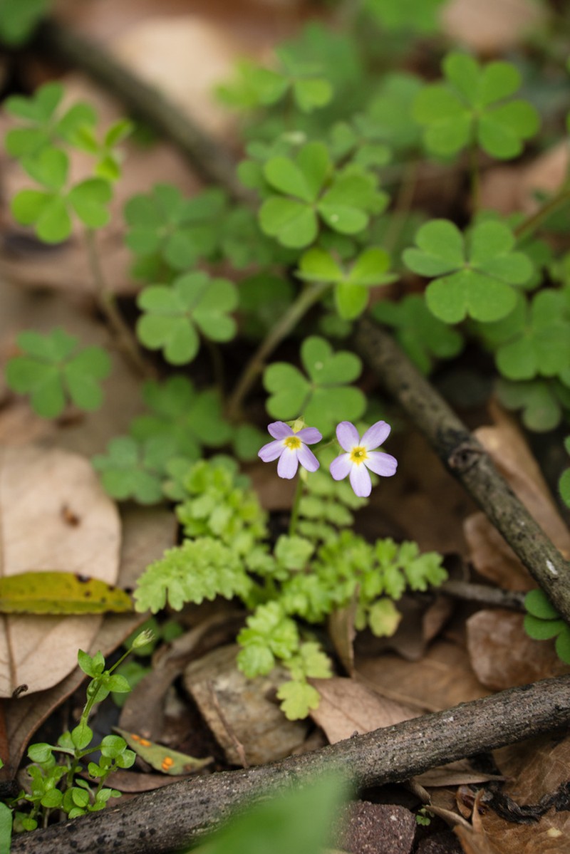 Primula qiandaoensis photo 5