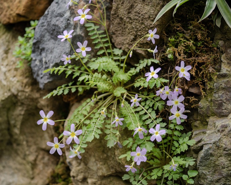 Primula qiandaoensis photo 6
