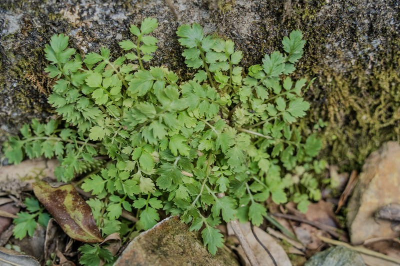 Primula qiandaoensis photo 7