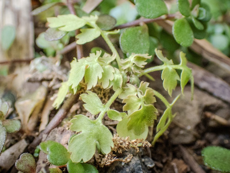 Primula qiandaoensis photo 8