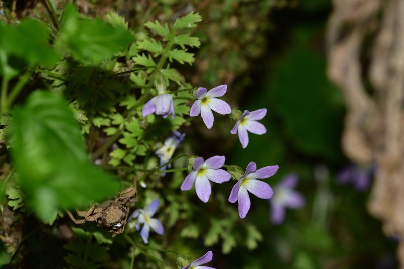 Primula qiupuensis photo 2