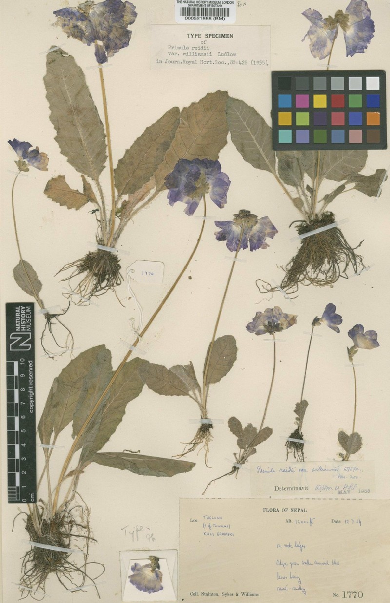 Primula reidii var. williamsii