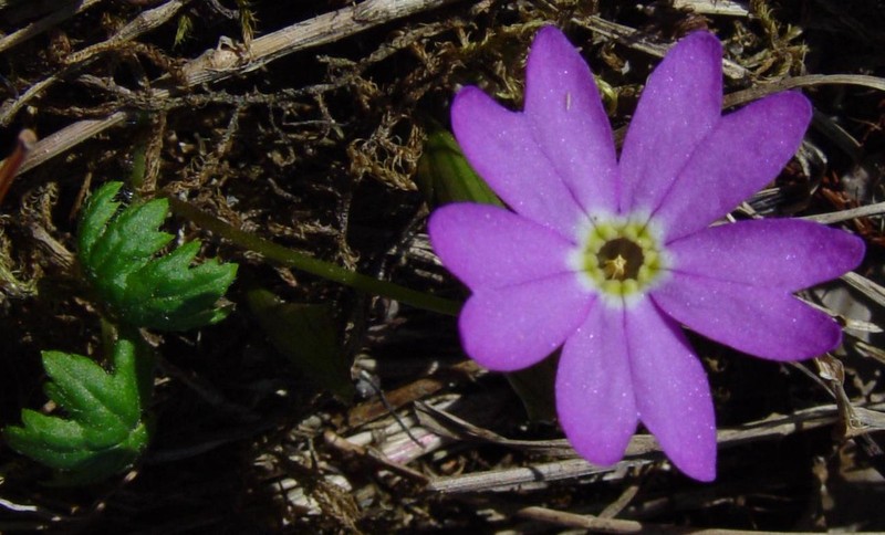 Primula reinii var. kitadakensis