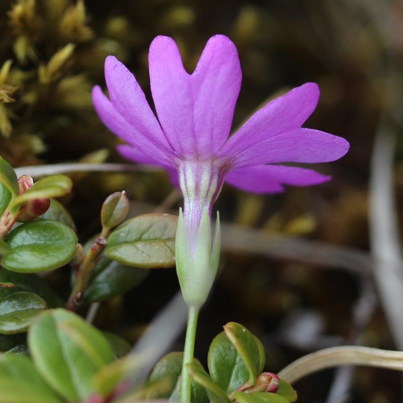 Primula reinii var. kitadakensis photo 2