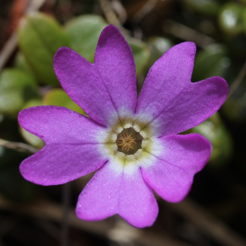 Primula reinii var. kitadakensis photo 3