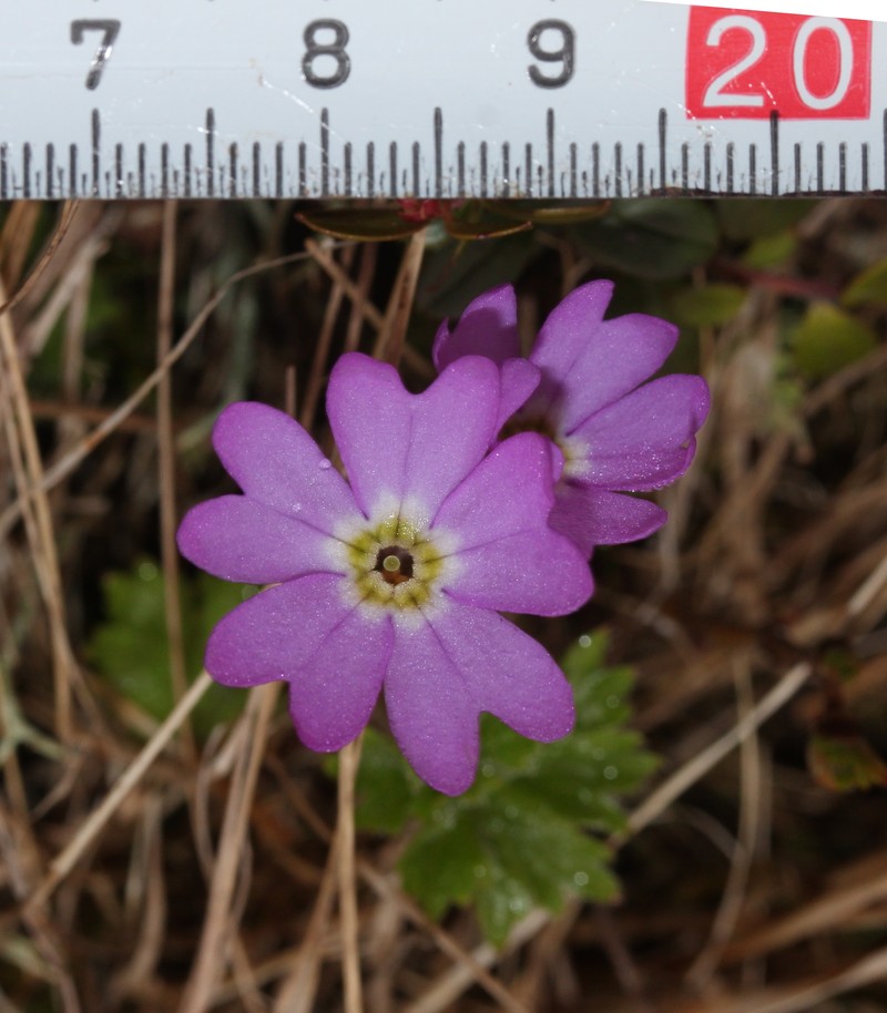 Primula reinii var. kitadakensis photo 4