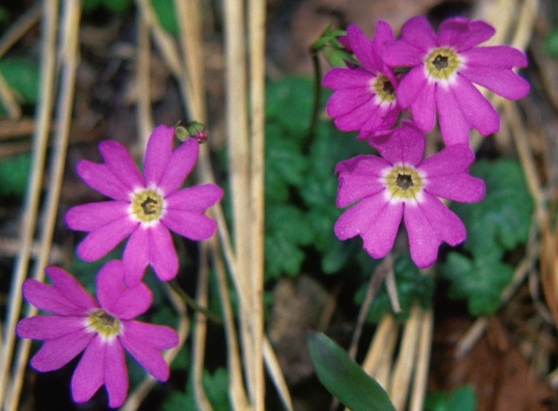 Primula reinii var. kitadakensis photo 5